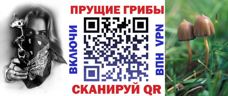Галлюциногенные грибы Psilocybe  купить закладку  Городец 